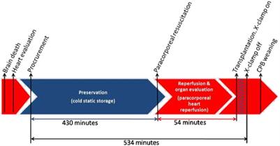 Successful Heart Transplantation After 7 h of Cold Storage and Paracorporeal Donor Heart Resuscitation